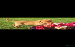 Labrador Retriever dogs for sale: Red fox labrador puppy Female ready to leave  - Image 5