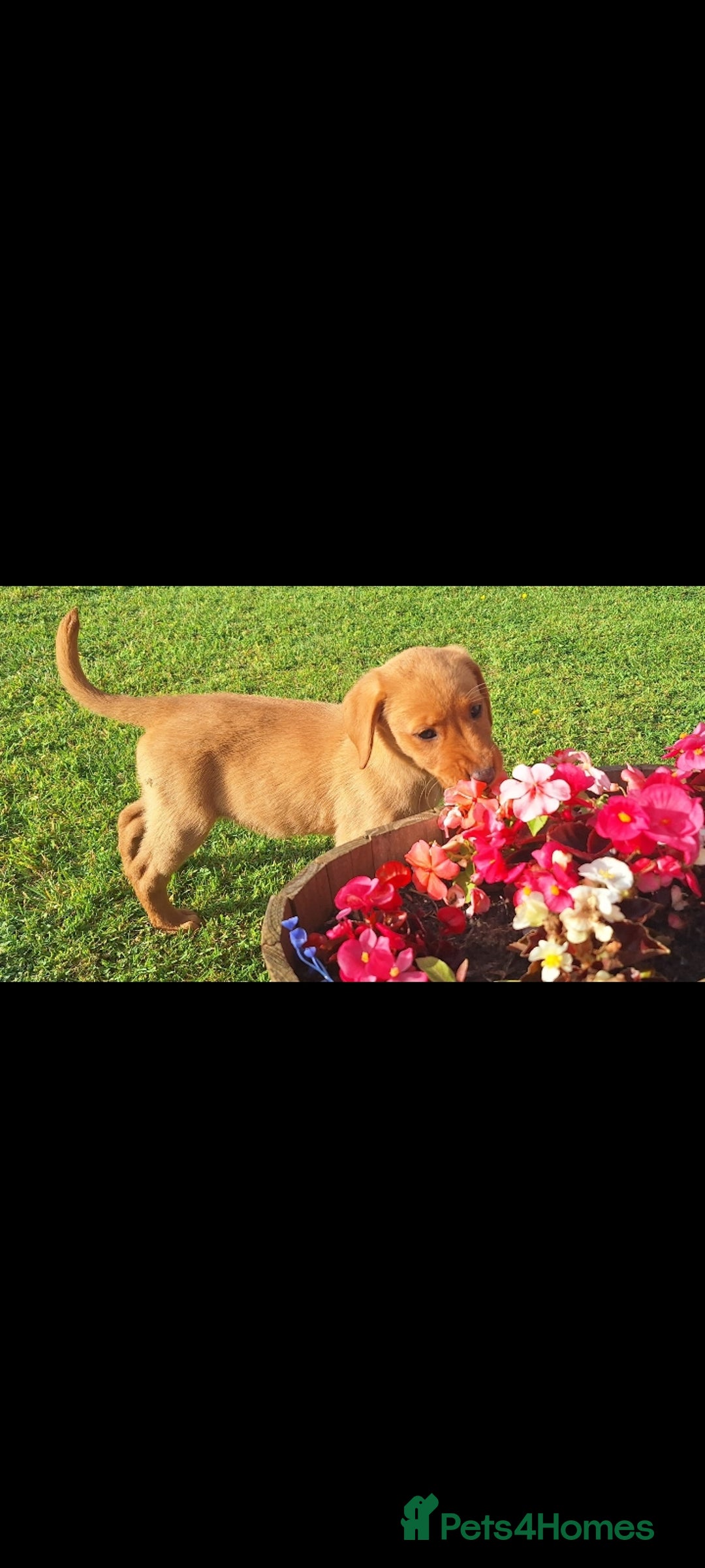 Labrador Retriever dogs for sale: Red fox labrador puppy Female ready to leave  - Image 5