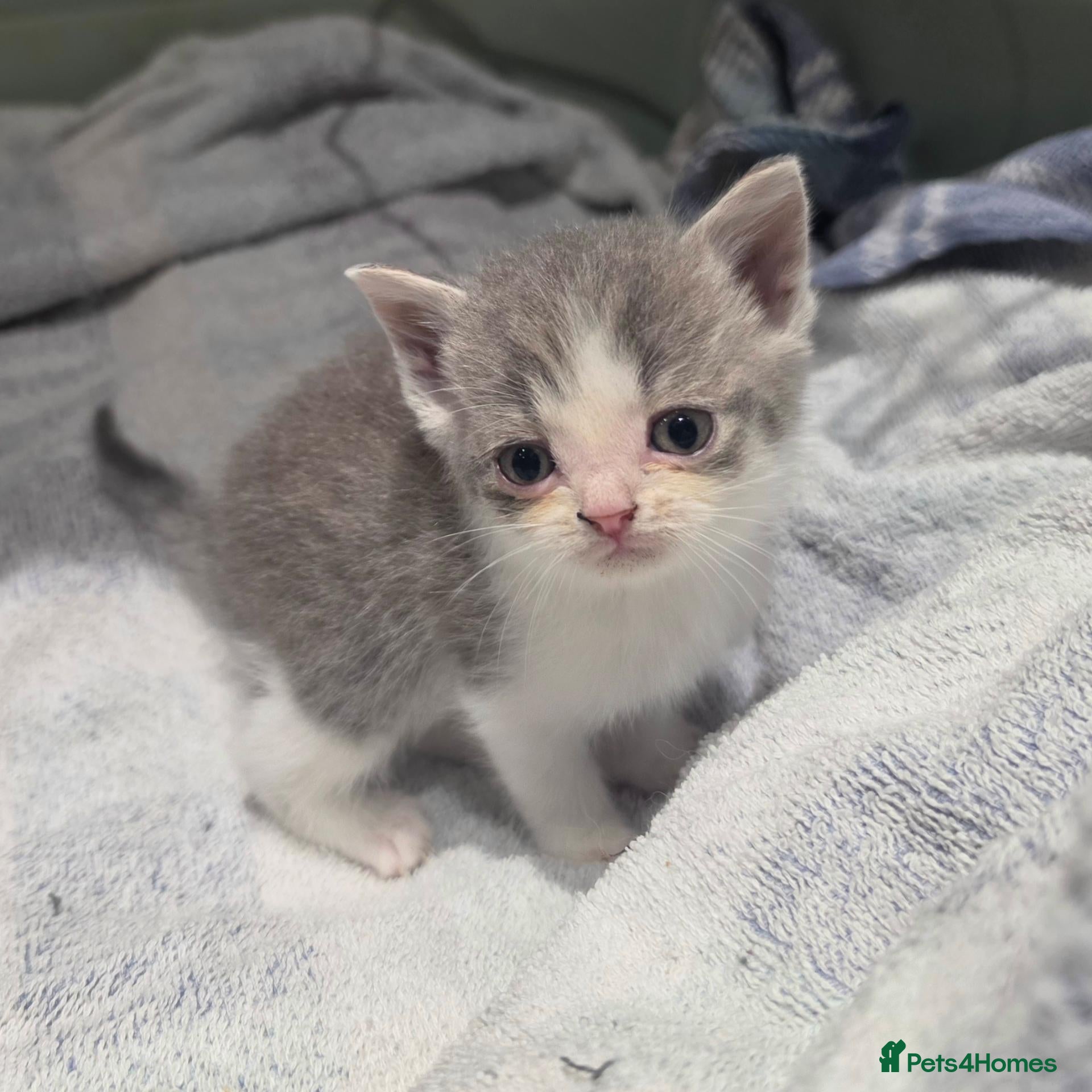 British Shorthair cats for sale: British short hair kittens  - Advert 19