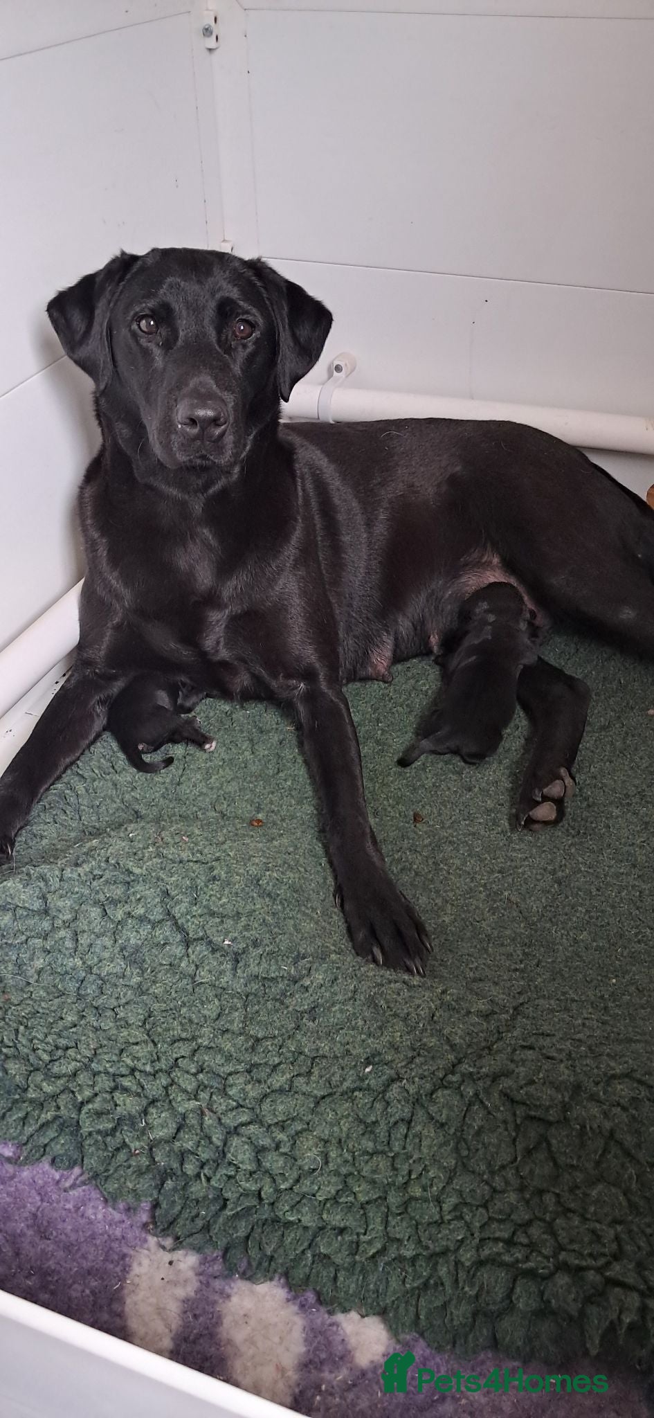Labrador Retriever dogs Black Labrador DOG pups for sale - Advert 8