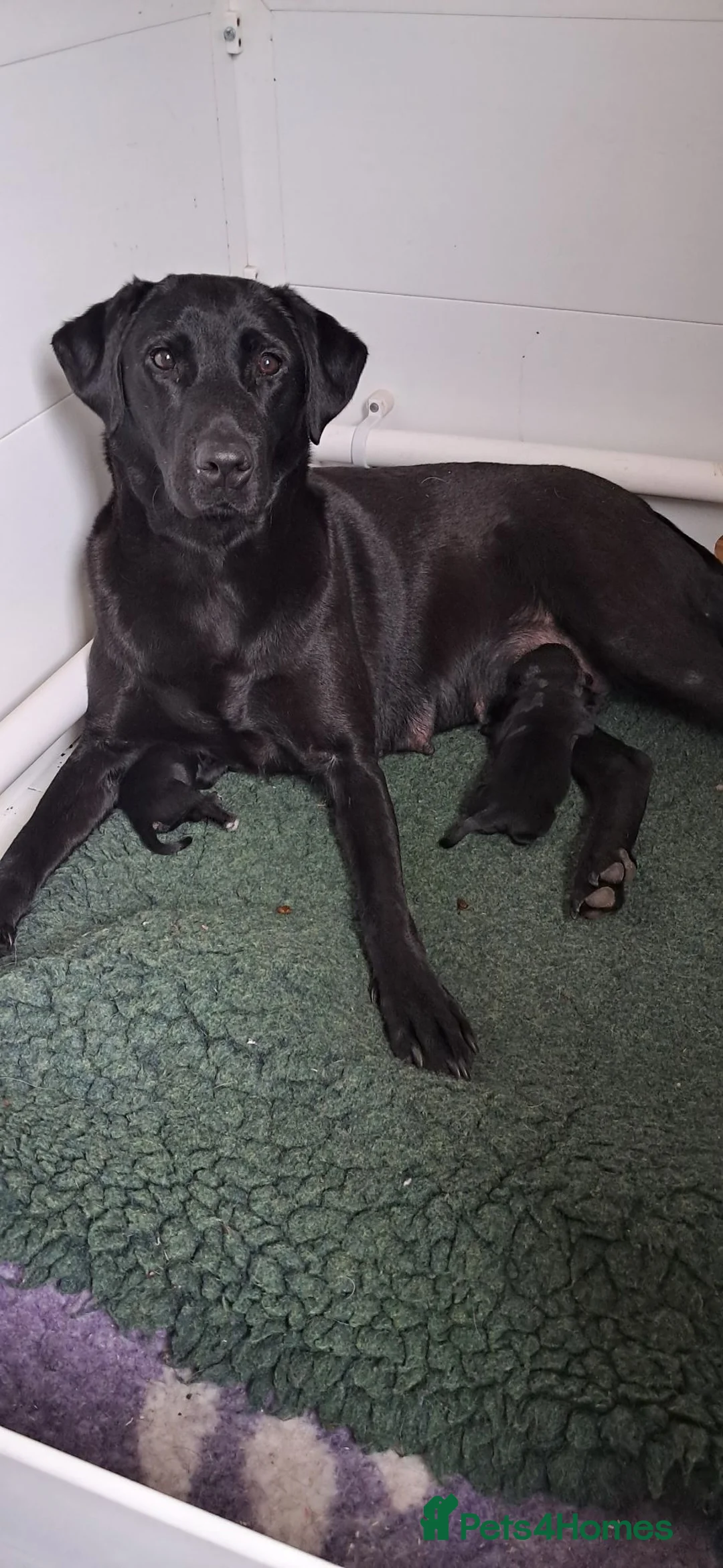 Labrador Retriever dogs for sale: Black Labrador DOG pups for sale in Wooler - Advert 1