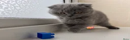 Scottish Fold cats for sale: Lovely Scottish fold/straight Kittens  - Advert 12