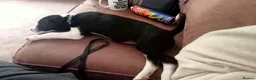 Border Collie dogs for sale: Kevin Smith in Lincoln - Advert 3