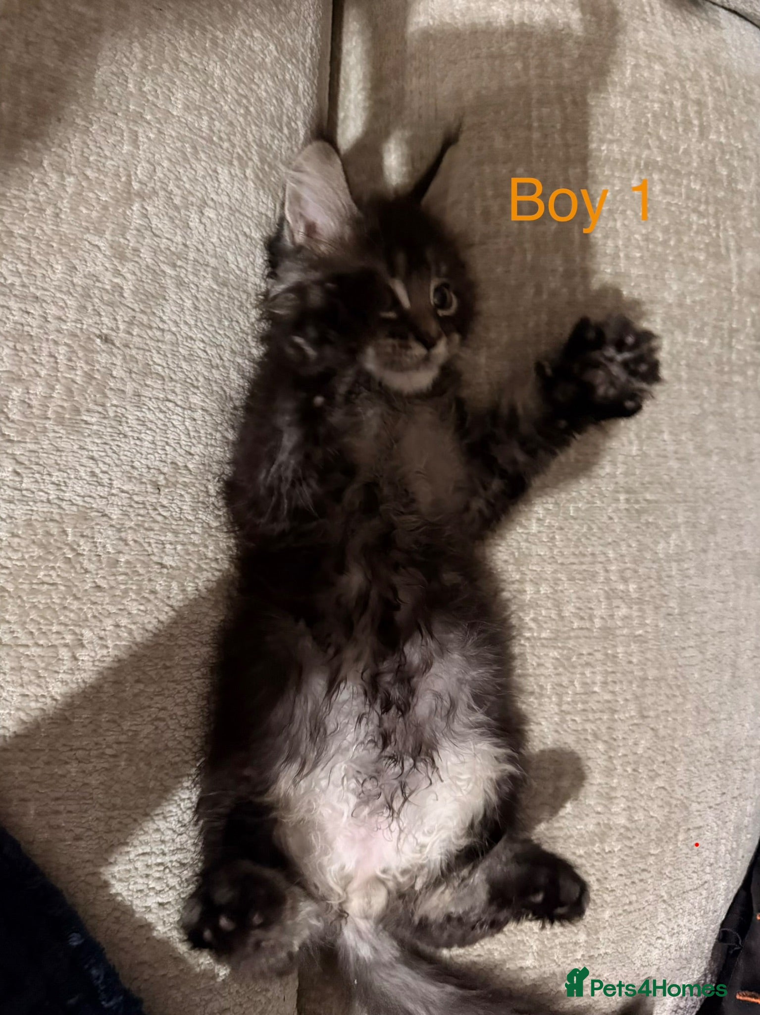 Maine Coon cats Stunning Pure bred tica registered Mainecoons  - Advert 10