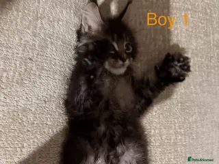 Maine Coon cats Stunning Pure bred tica registered Mainecoons - Advert 10