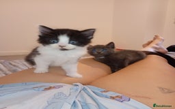 Bombay cats for sale: BSHxRagdoll🐈‍⬛ - Image 4