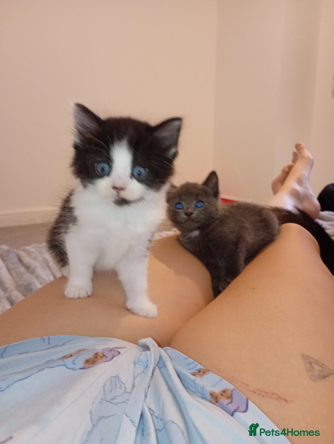 Bombay cats for sale: BSHxRagdoll🐈‍⬛ - Image 4