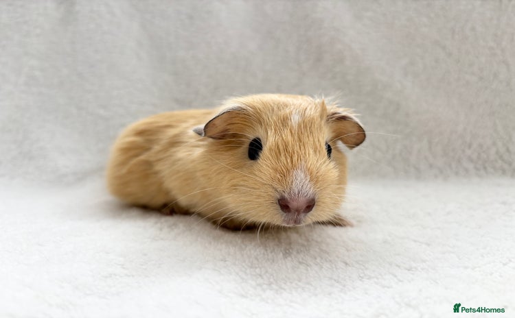 Guinea Pig rodents - Advert 12