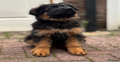 German Shepherd dogs - Advert 4