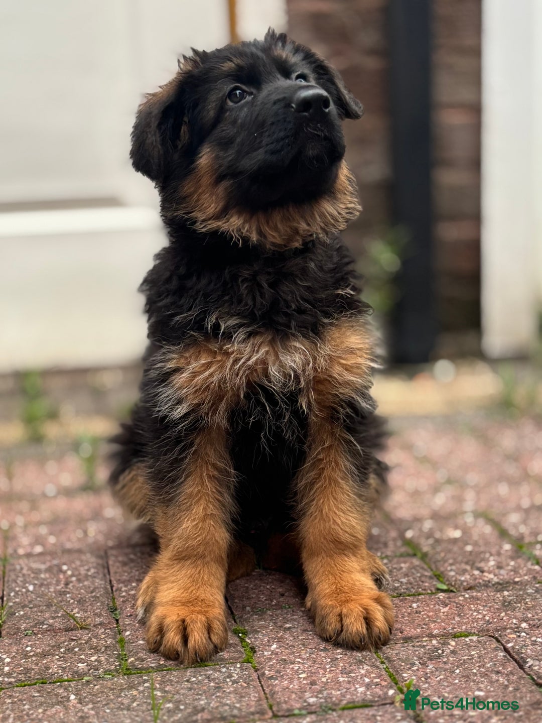 German Shepherd dogs for sale: Ready for new home. German Shepard 1 boy Left!!!  - Image 8