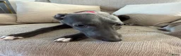 Whippet dogs for sale: Kennel club registered female puppy  - Advert 3