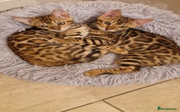 Bengal cats for sale: Amazing Bengal kittens 🥰 last boy left ❤️ in Corby - Image 9