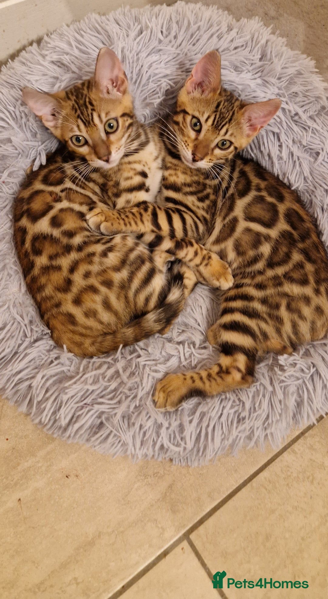 Bengal cats for sale: Amazing Bengal kittens 🥰 last boy left ❤️ in Corby - Image 9