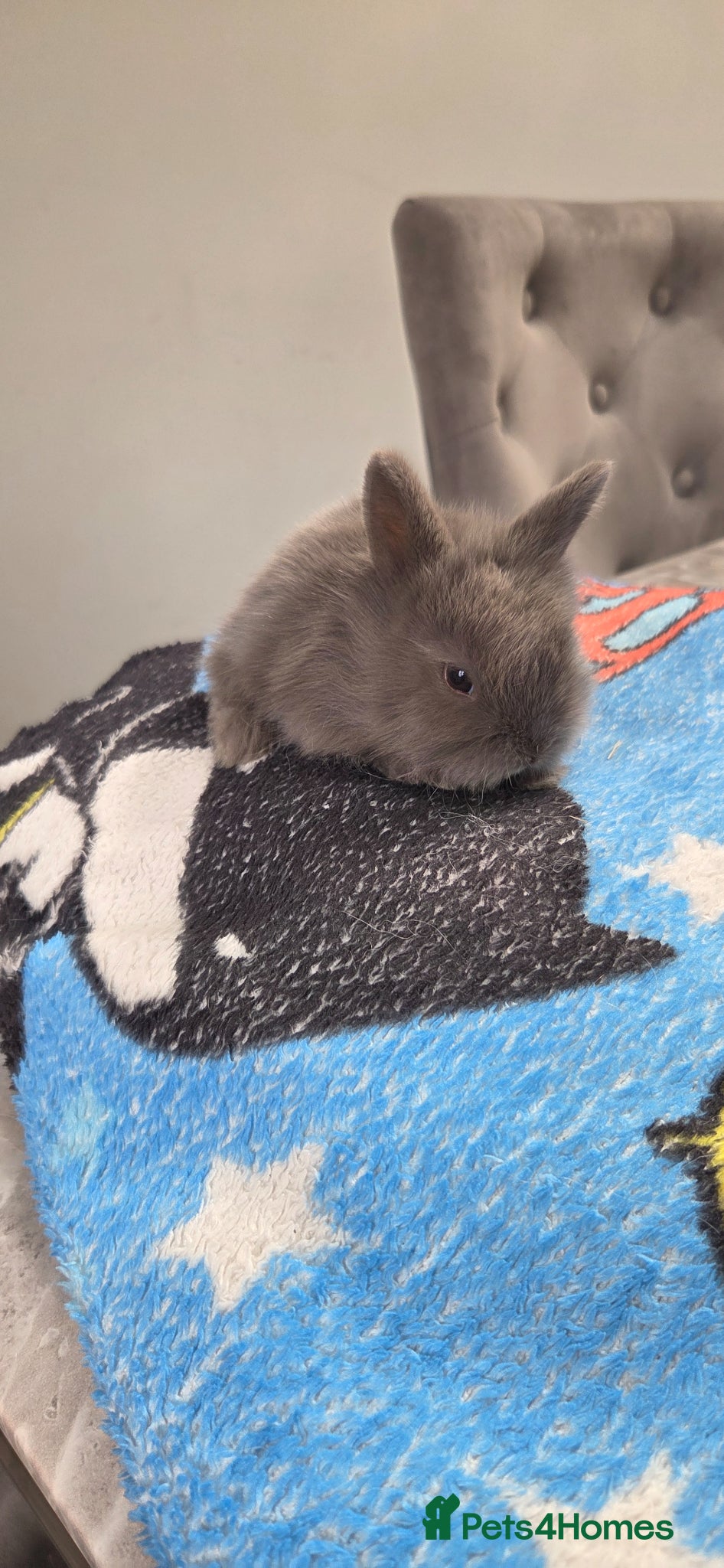 Mini Lion Lop rabbits for sale: Lionlops - Advert 6