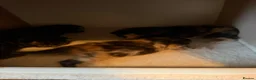 Mixed Breed cats for sale: Maincoone/ British short hair mix  - Advert 4