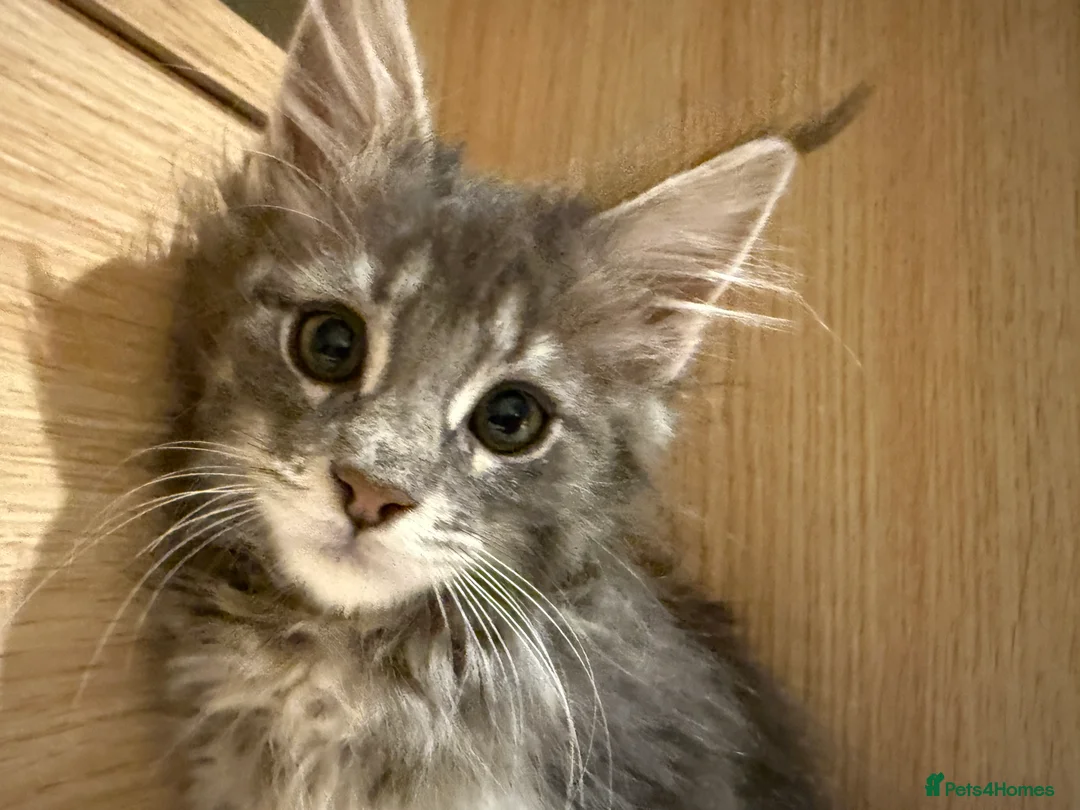 Maine Coon cats for sale: 3-month-old pure Maine Coon Girl ready to go - Advert 4
