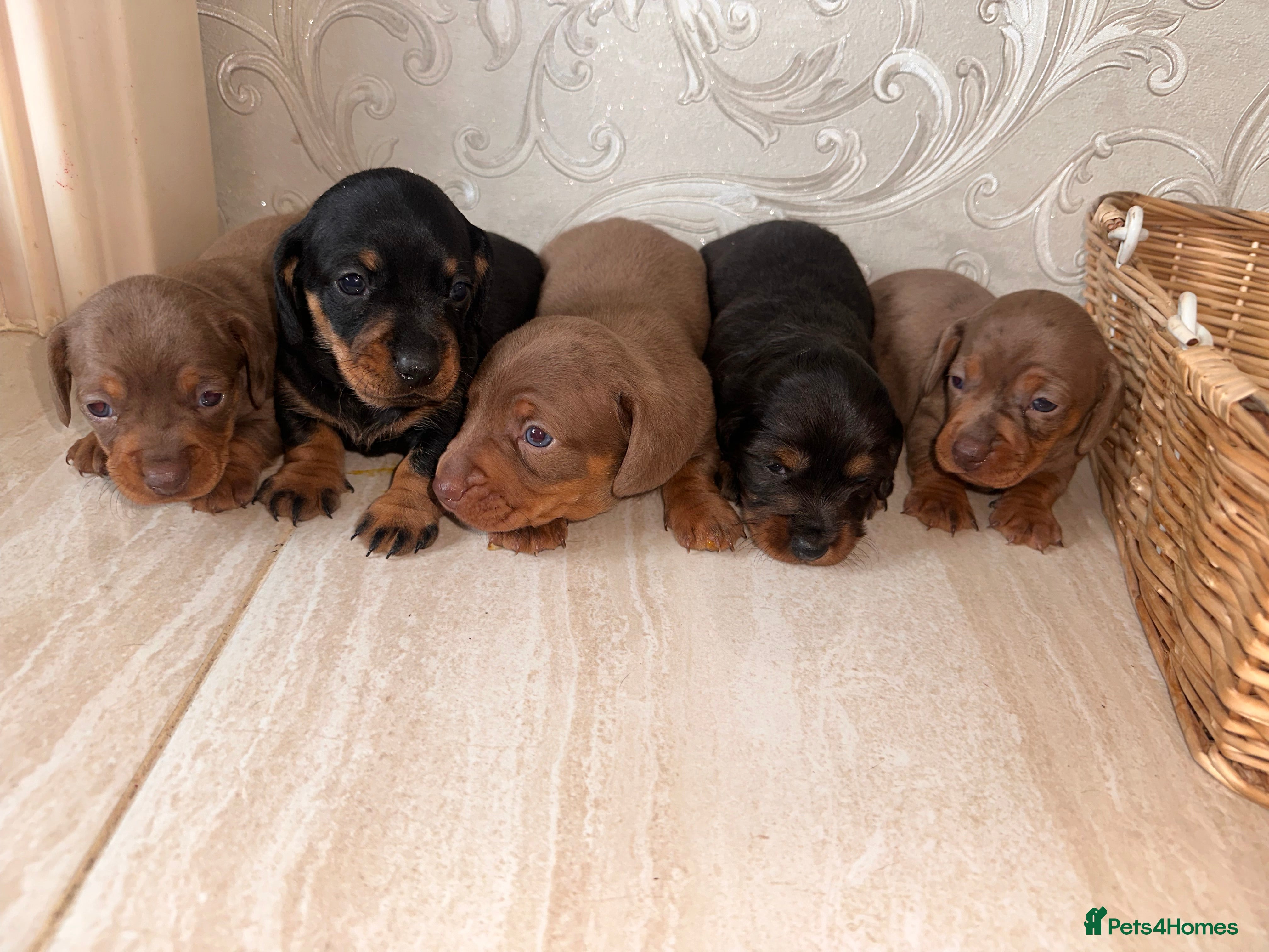 Dachshund dogs Dachshund  - Advert 15