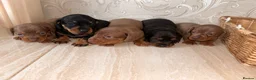 Dachshund dogs for sale: Dachshund  - Advert 3
