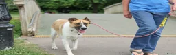 Mixed Breed dogs for adoption: 🤎 Pixel – The Gentlest Soul You’ll Ever Meet 🤎 - Advert 7