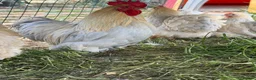 Chickens poultry for sale: Silkie feathered pekin hatching eggs  - Advert 1