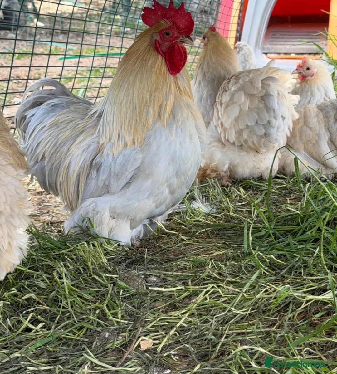 Chickens poultry for sale: Silkie feathered pekin hatching eggs  - Advert 1