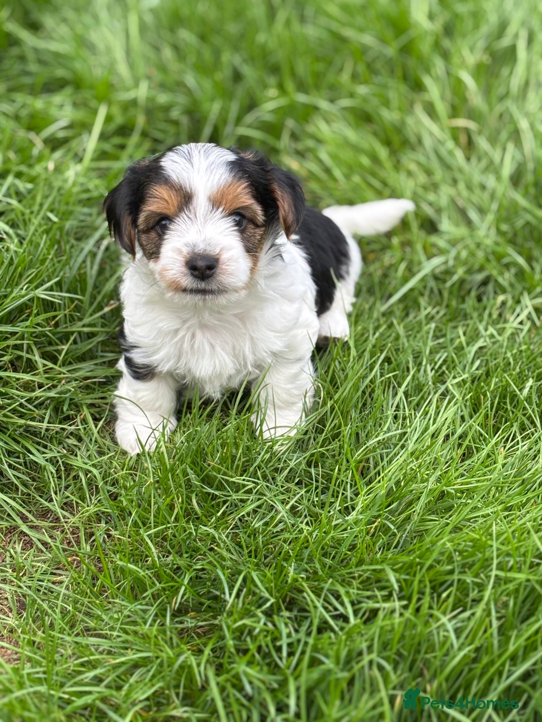 Biewer Terrier dogs for sale: Just one gorgeous boy and girl available  - Image 11