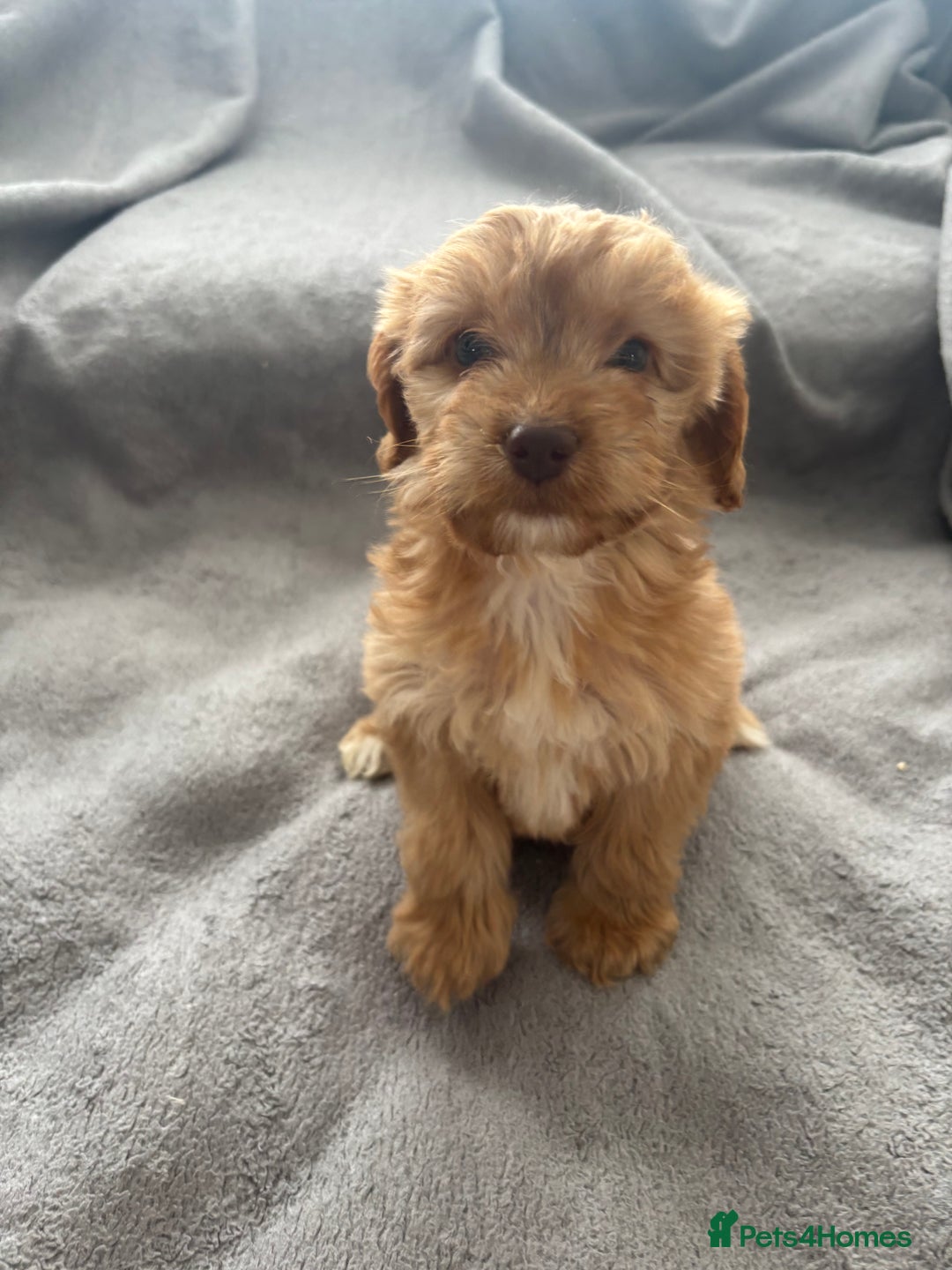 Cockapoo dogs for sale: F1 Cockapoos - Image 4