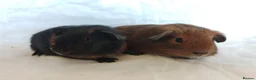 Guinea Pig rodents for sale: 2 lovely Brothers available as a pair  - Advert 6