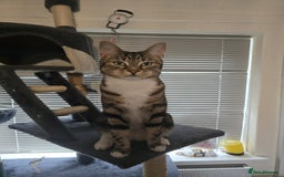 Mixed Breed cats for sale: Cat ******   - Image 2
