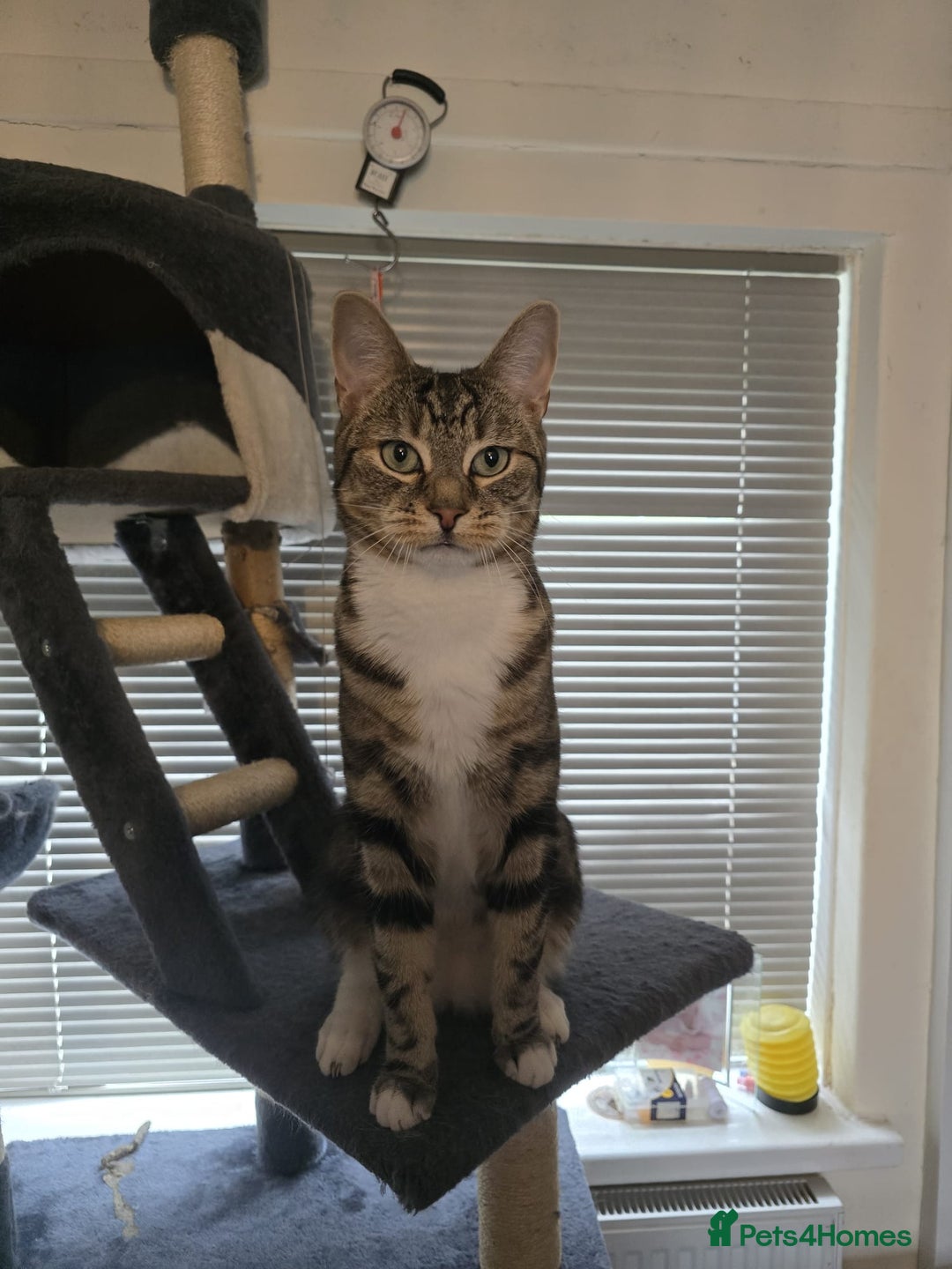 Mixed Breed cats for sale: Cat ******   - Image 2