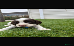 Cocker Spaniel dogs for sale: Cocker spaniel puppies 6girls 1boy ready now - Image 9