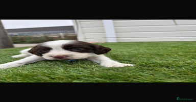 Cocker Spaniel dogs Cocker spaniel puppies3girls1boy ready to go - Advert 6