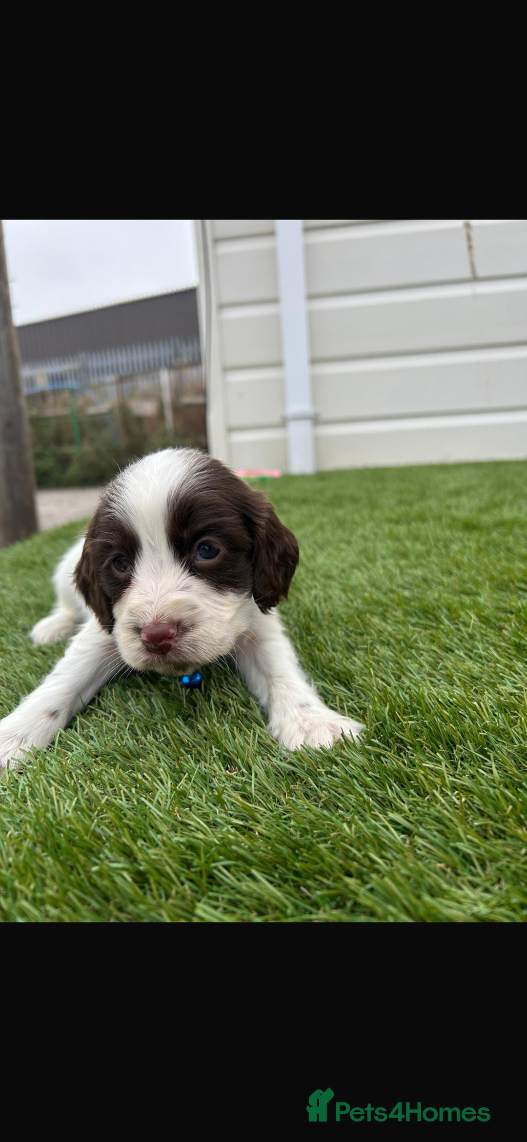 Cocker Spaniel dogs for sale: Cocker spaniel puppies 6girls 1boy ready now - Image 9