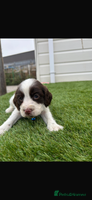 Cocker Spaniel dogs Cocker spaniel puppies3girls1boy ready to go - Advert 6