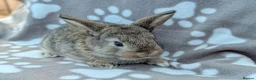 Mini Lop rabbits for sale: Mini Lop Rabbits - Advert 5
