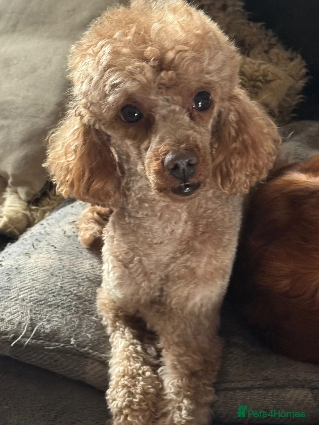 Toy Poodle dogs for sale: TOY POODLE MALE ADULT  - Advert 4