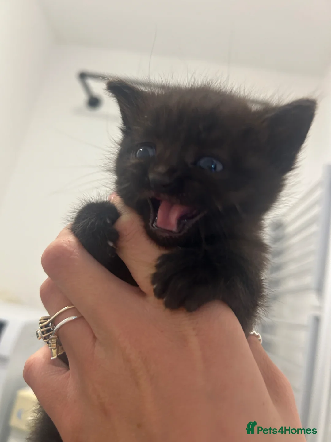 Mixed Breed cats for sale: Two baby boys looking for forever homes! - Advert 2