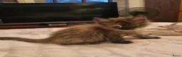 Maine Coon cats for sale: Gorgeous Half Maine Coon Litter  - Advert 22