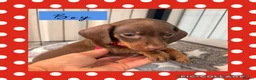 Miniature Dachshund dogs for sale: Beautiful Chocolate & Tan K.C Registered Puppies - Advert 13