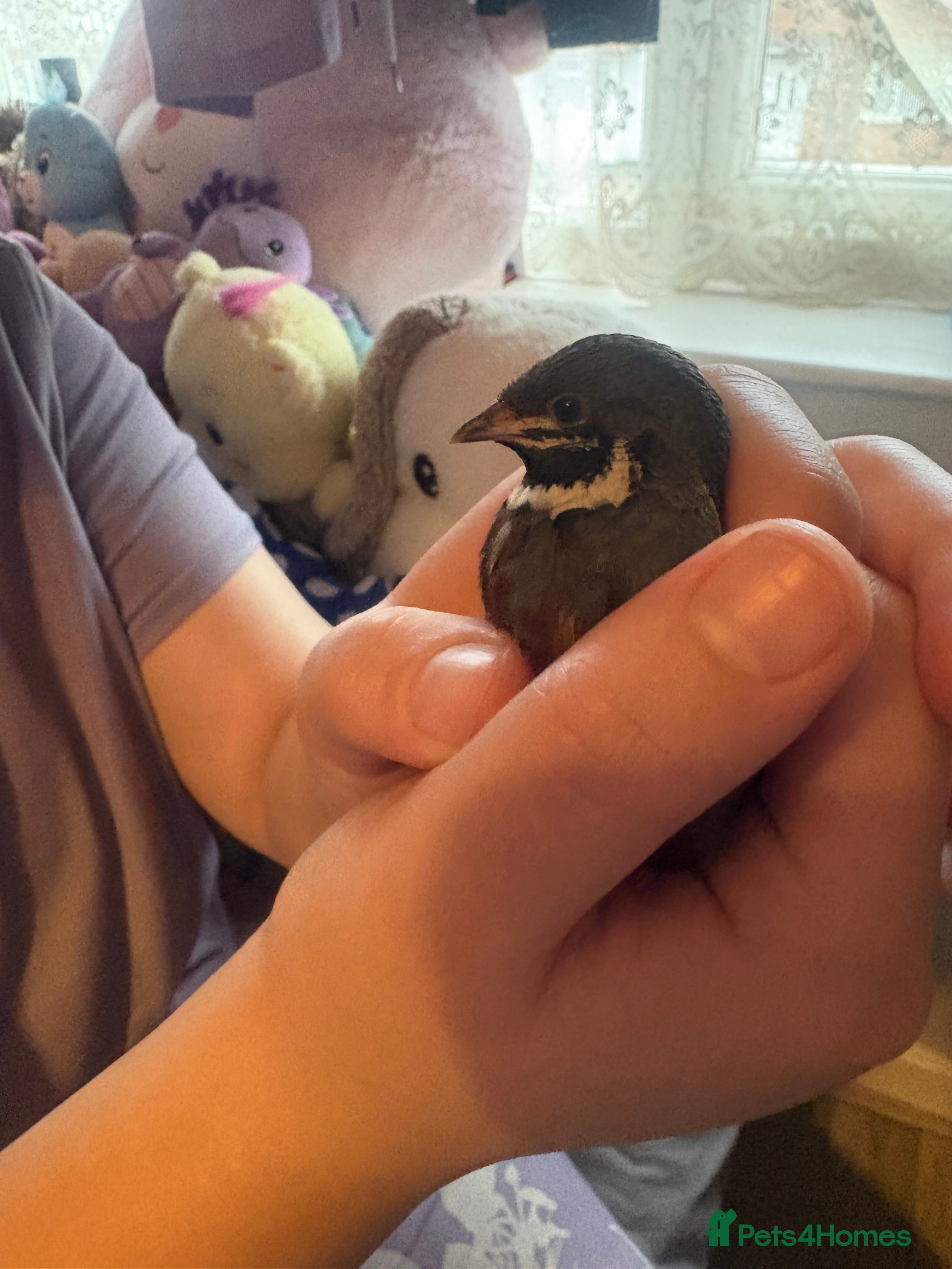 Quail poultry Male button quail - Advert 2