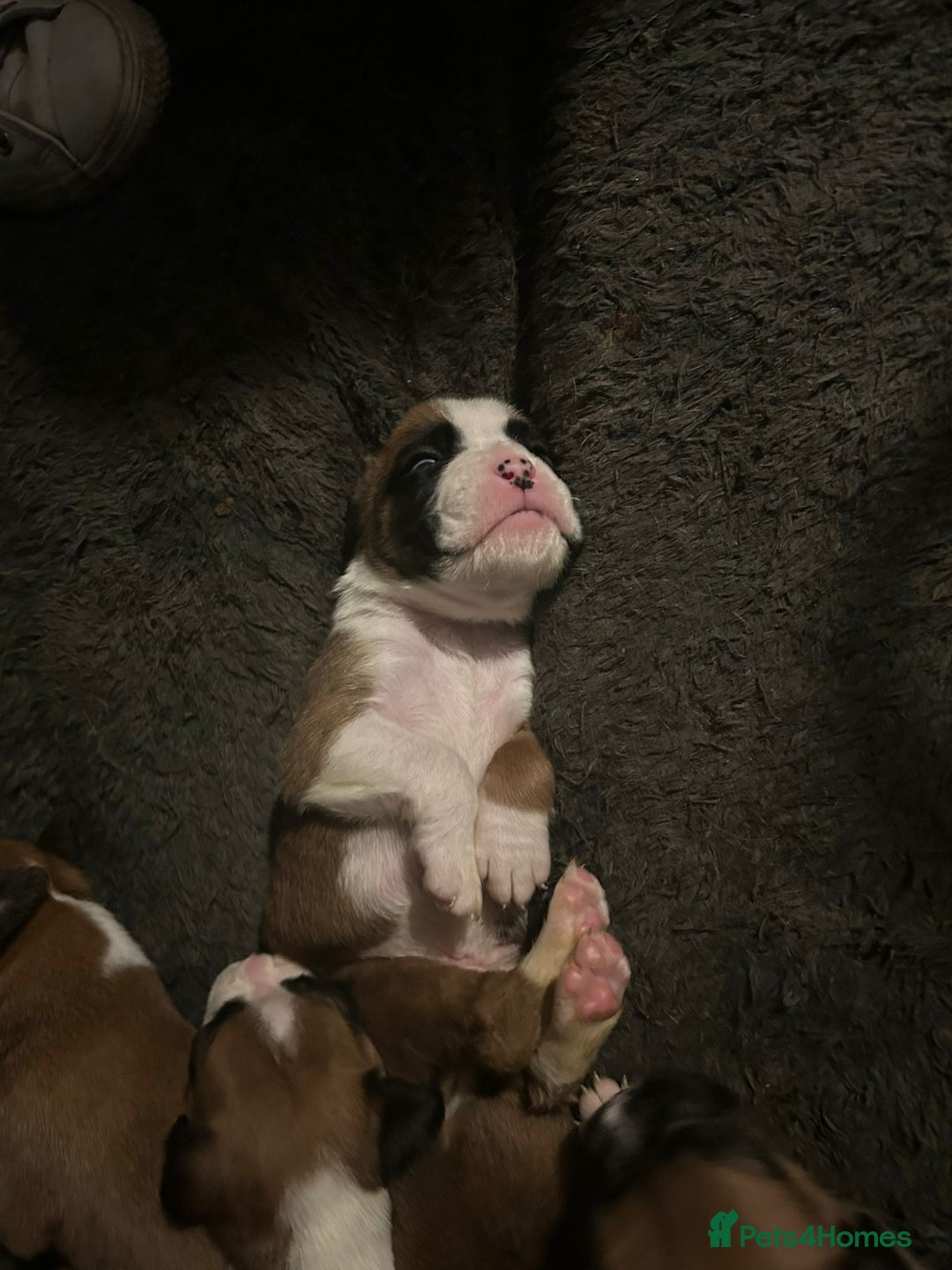Boxer dogs for sale: Boxer babies - Advert 3