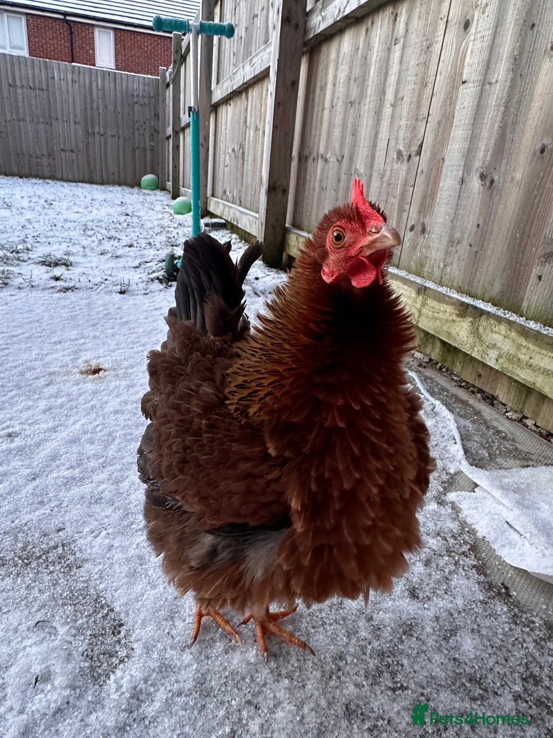 Chickens poultry for sale: Two Hens for Rehoming – Very Friendly - Advert 6