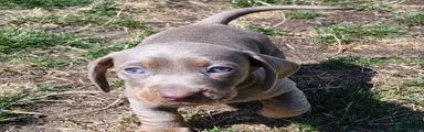 Dachshund 2