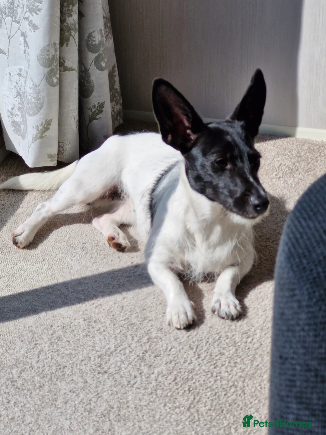 Jack Russell dogs for sale: Family dog  - Advert 5