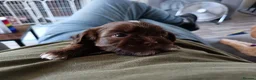 Mixed Breed dogs for sale: Unique little puppies  - Advert 13