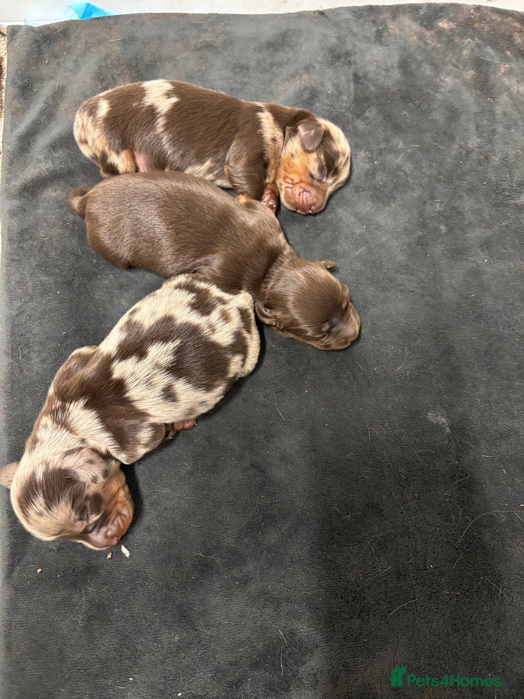 Miniature Dachshund dogs for sale: Beautiful long haired miniature dachshunds - Advert 4