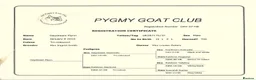 Goats livestock for sale: Pedigree Billy Goat - Advert 3