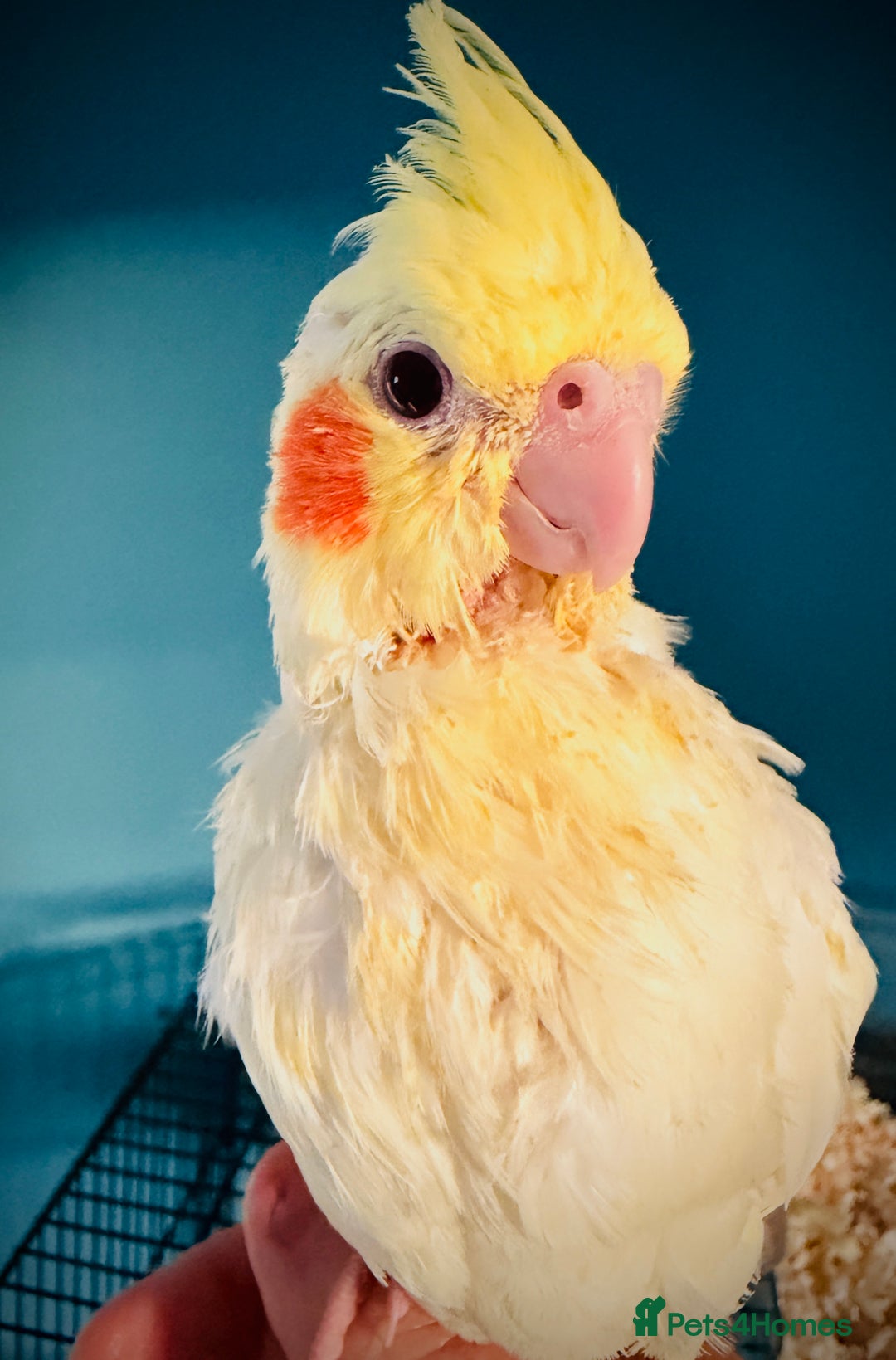 Cockatiels birds for sale: Handreared Lutino Cockatiels - Image 3