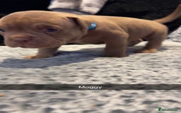 American Bully dogs for sale: Stunning pocket bullie’s  - Image 13