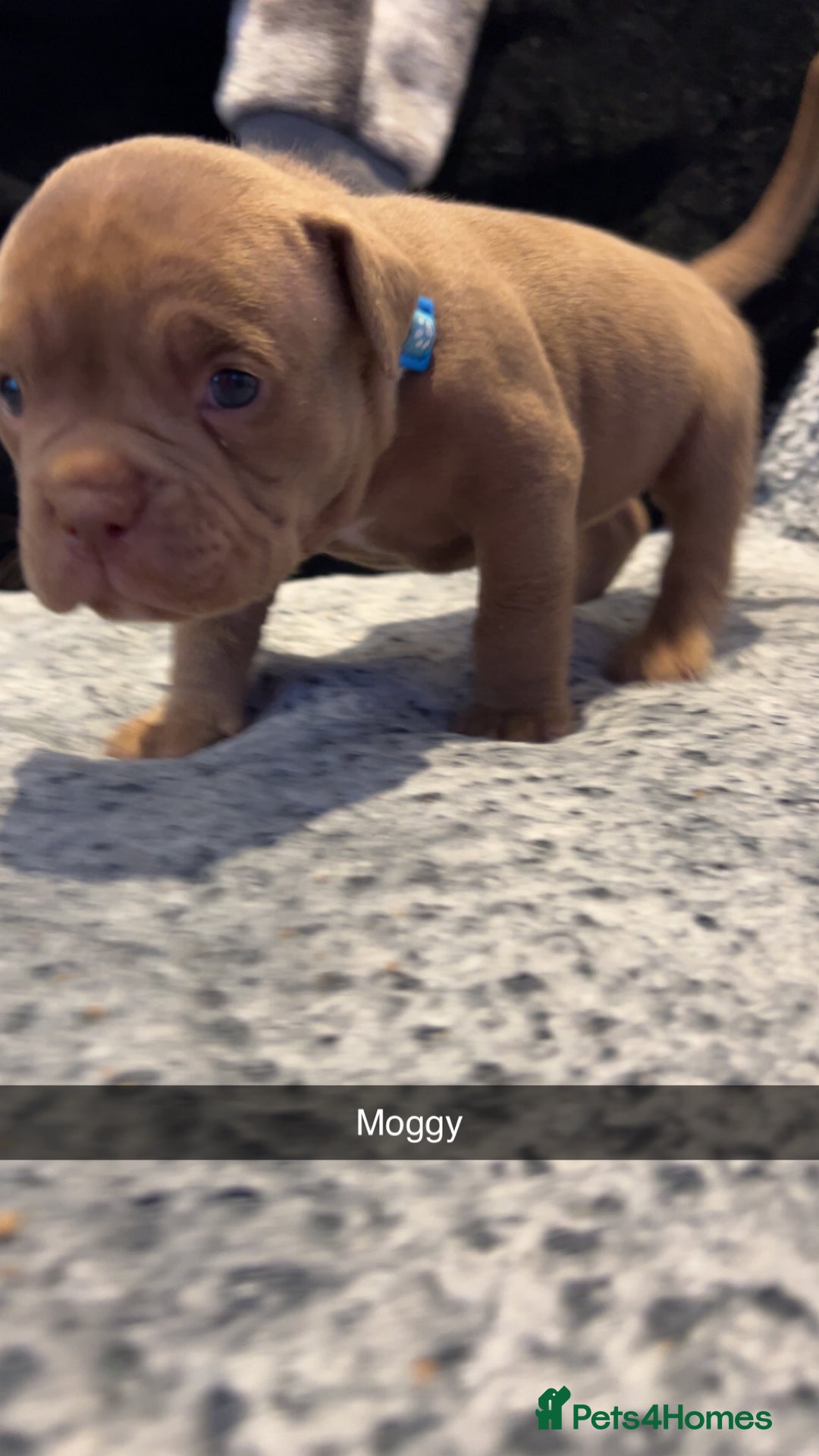 American Bully dogs for sale: Stunning pocket bullie’s  - Image 13